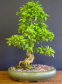 Ligustrum Bonsai